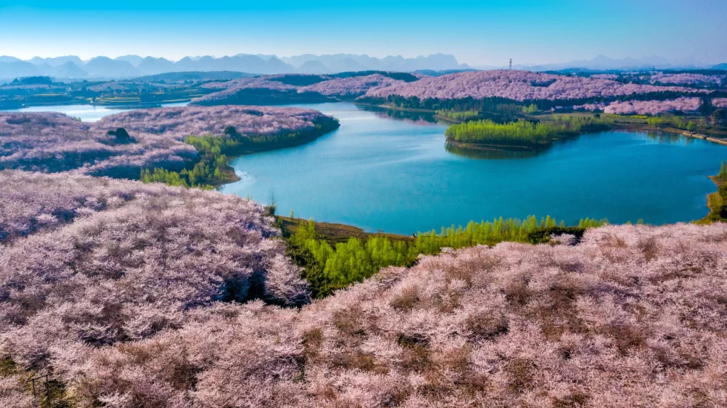 Pink Cherry Blossom Blooming Trees Scenic