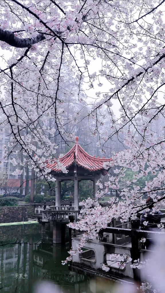 Pink Cherry Blossom Delicate Petals Traditional Pavilion