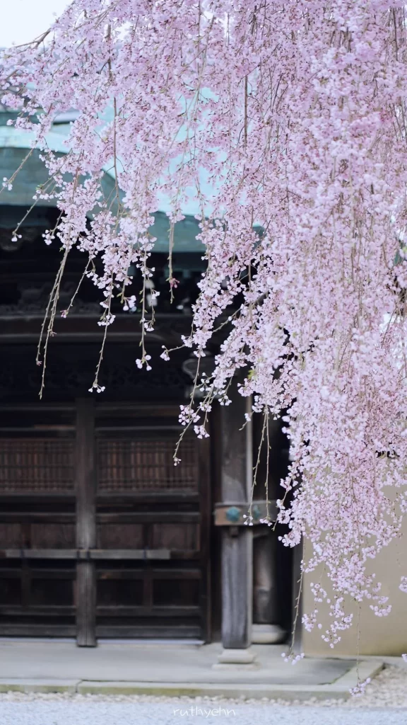 Pink Cherry Blossom Delicate Hanging Petals