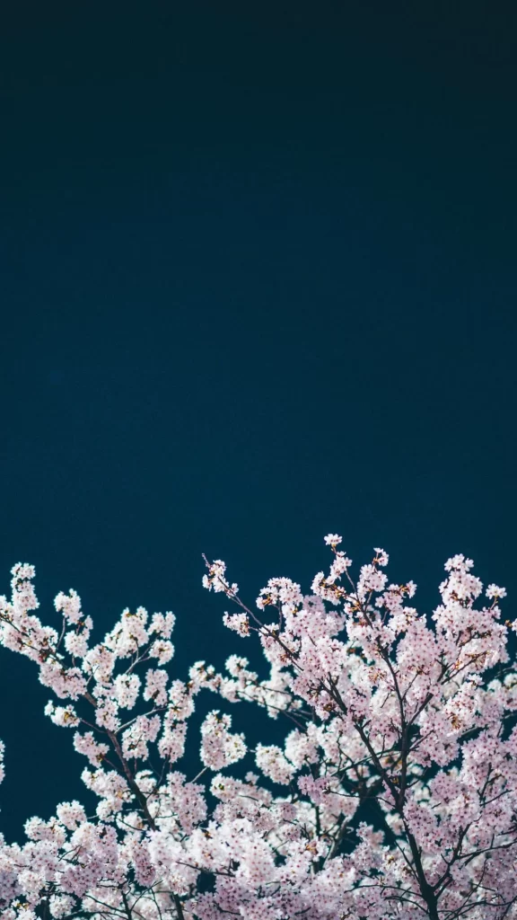 Pink Cherry Blossom Delicate Blooms Dark Background