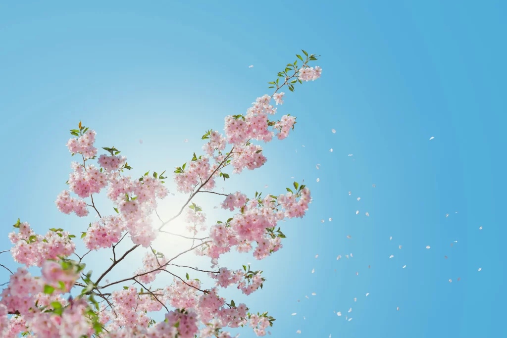 Pink Cherry Blossom Petals Branches Blue Sky