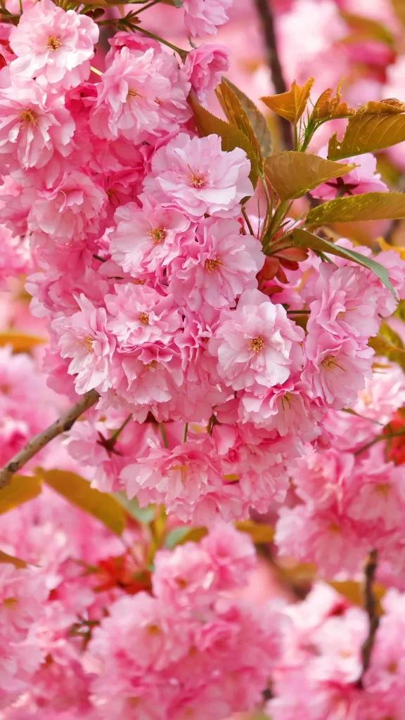 Pink Cherry Blossom Petals Blooming