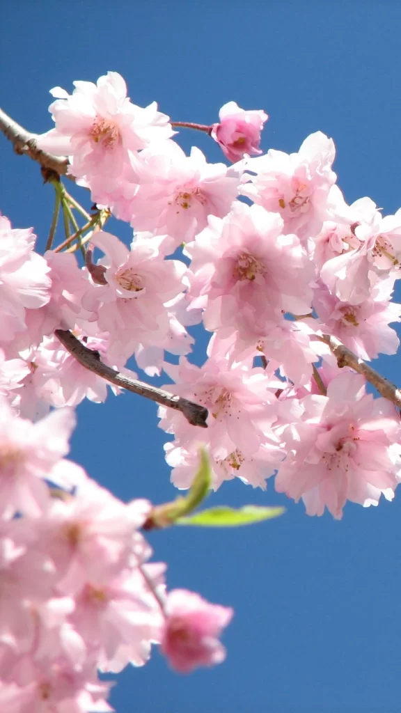 Pink Cherry Blossom Petals Branch Blue Sky
