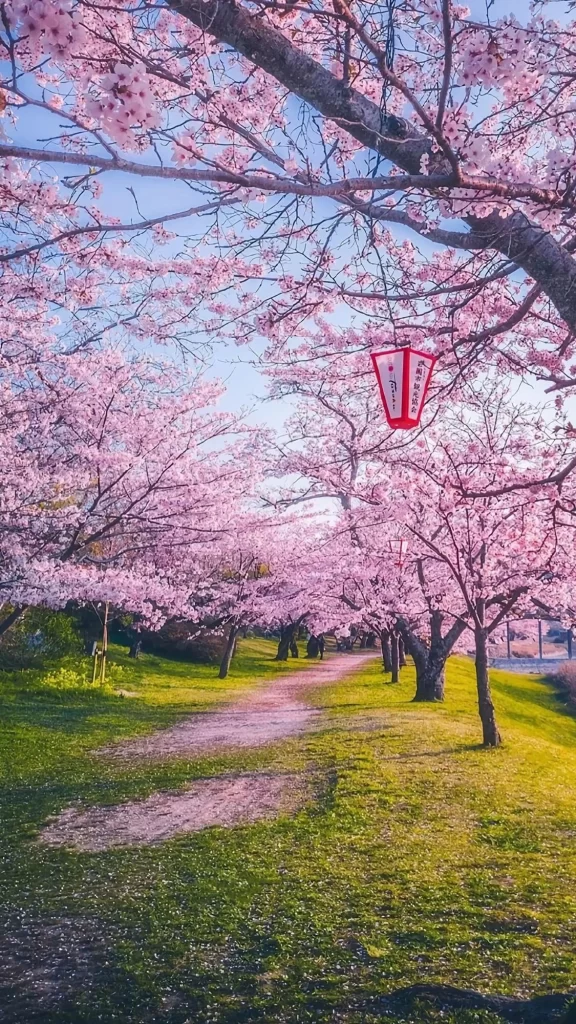 Pink Cherry Blossom Petals Pathway Lush Greenery