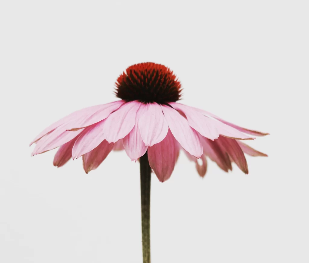 Pink Coneflower Petals Red Center