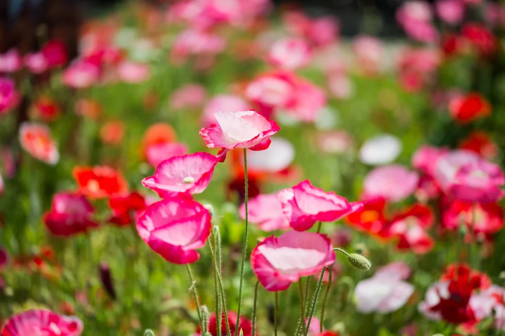 Pink Corn Poppy Delicate Petals Greenery