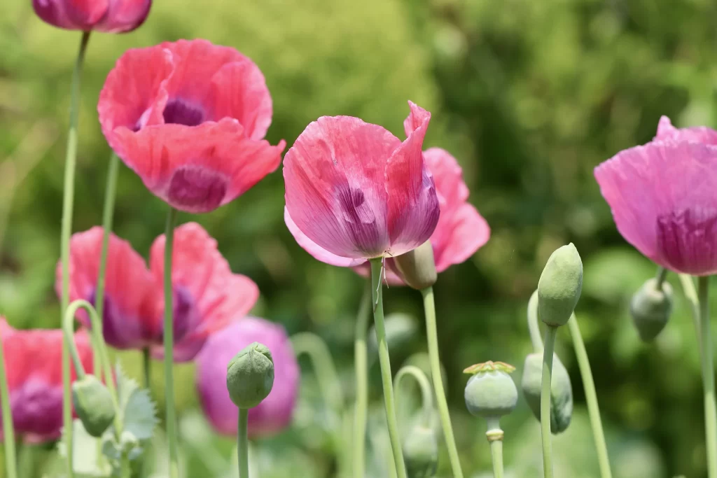 Pink Corn Poppy Petals Blooms Greenery