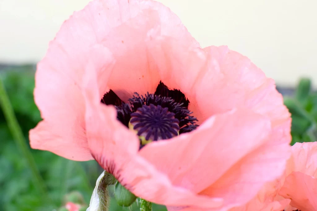 Pink Corn Poppy Petals Center Black