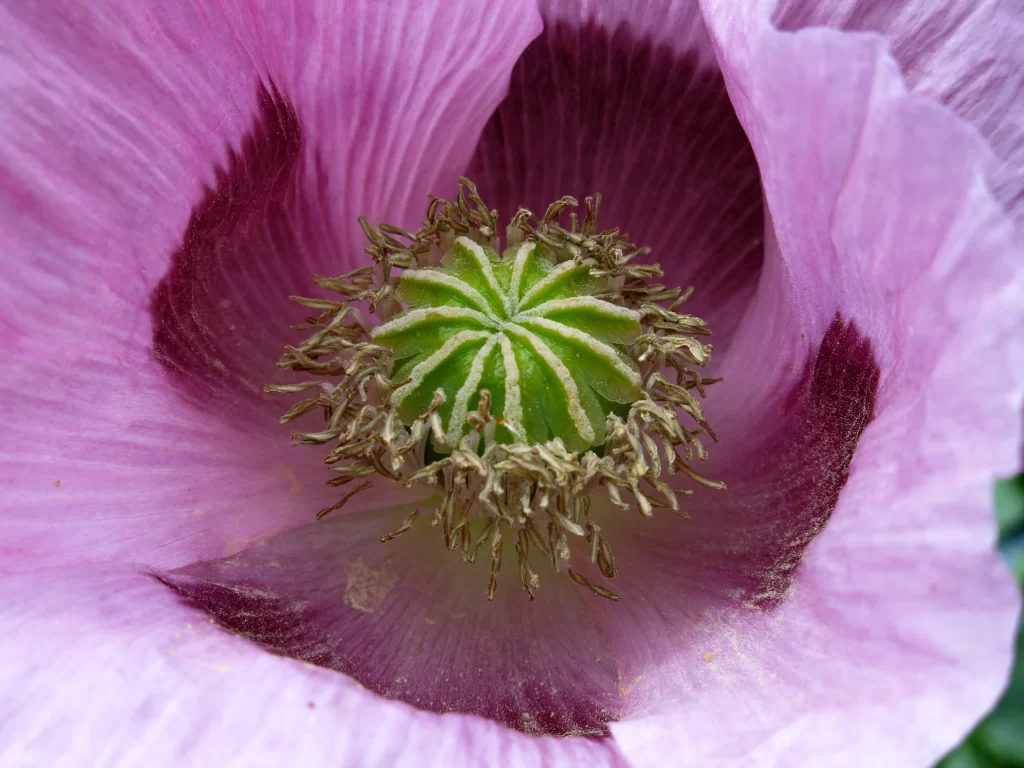 Pink Corn Poppy Petals Center Dusty Green