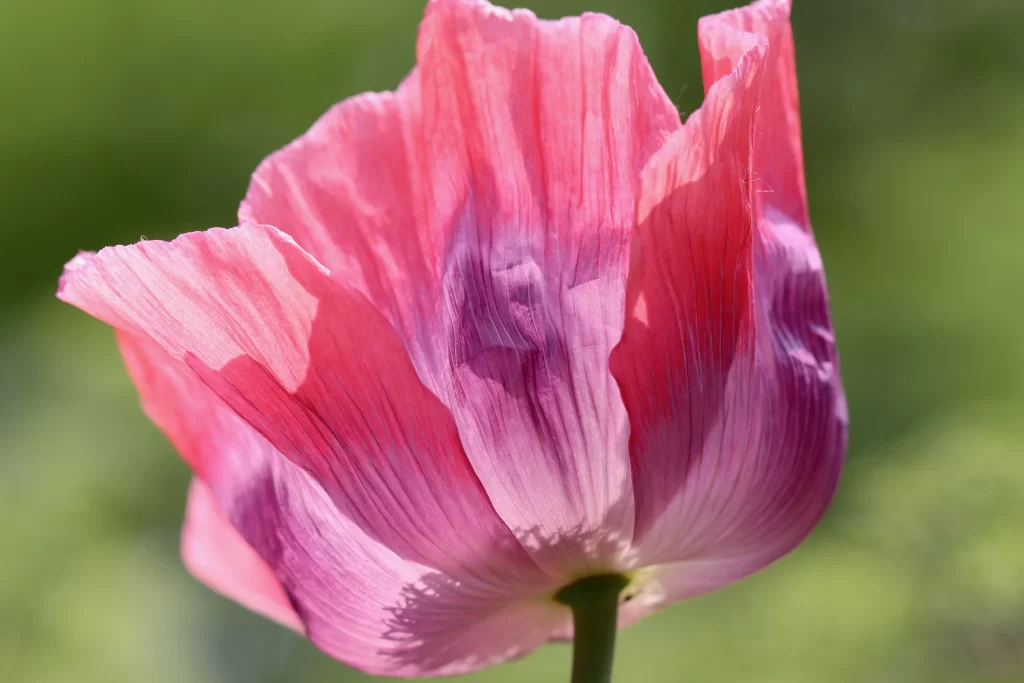 Pink Corn Poppy Petals Delicate Texture