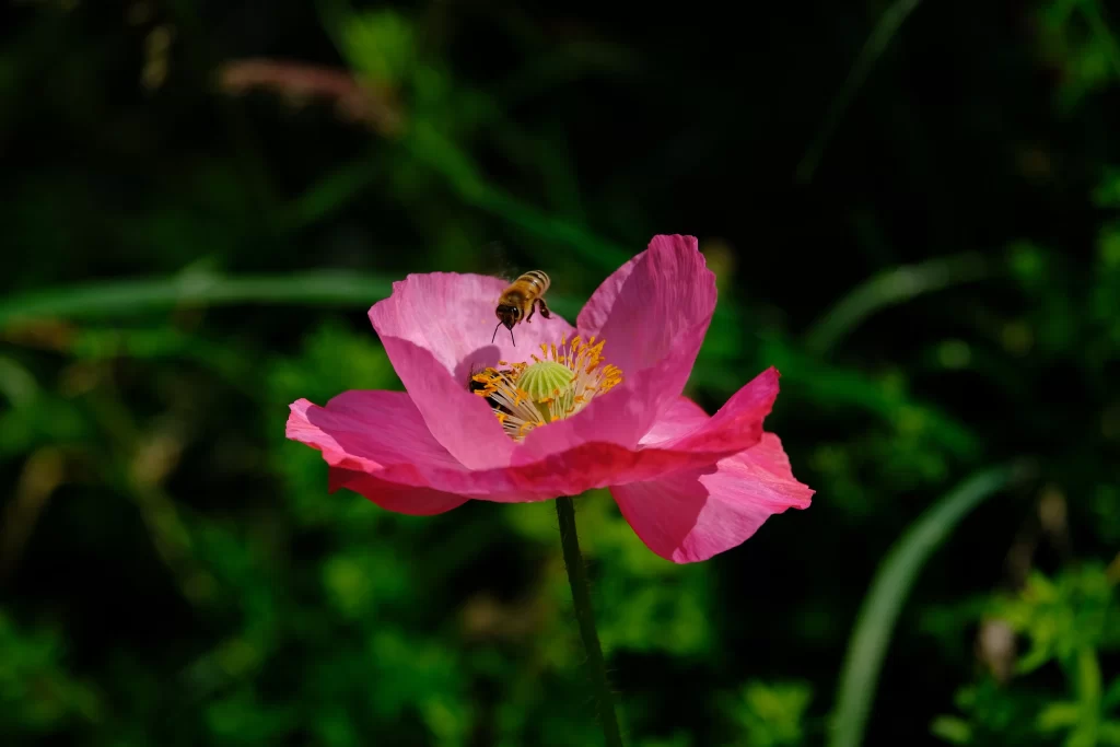 Pink Corn Poppy Petals Yellow Center Bee