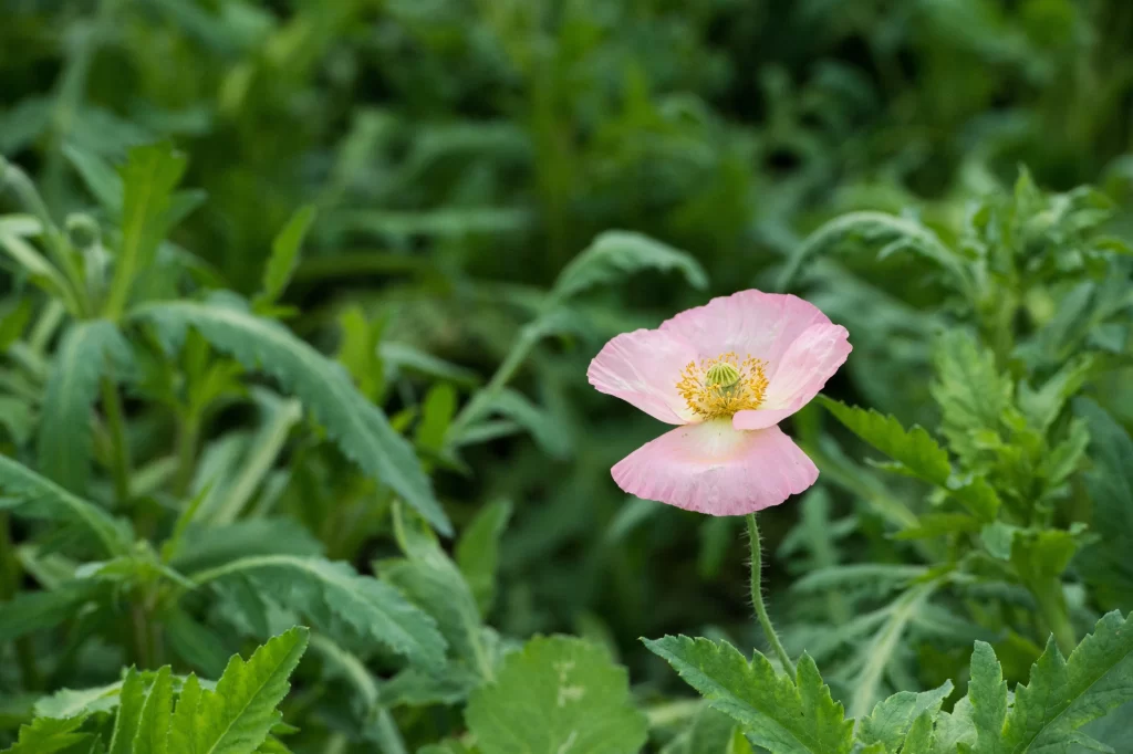 Pink Corn Poppy Petals Yellow Center Green Leaves