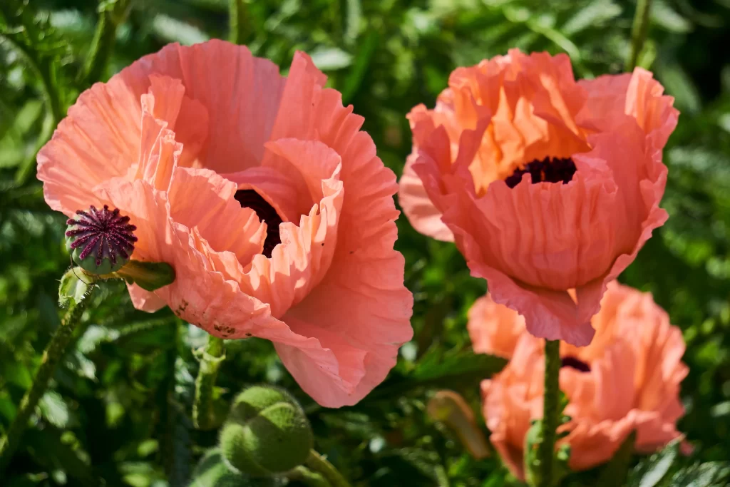 Pink Corn Poppy Ruffled Petals Dark Center