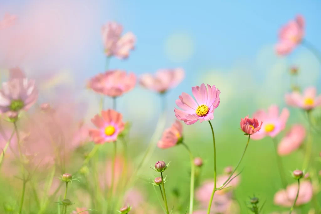 Pink Cosmos Delicate Petals Soft Focus Greenery