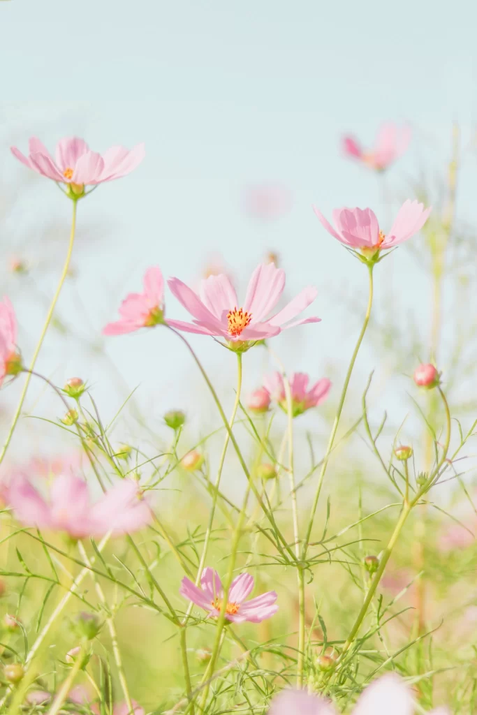 Pink Cosmos Delicate Petals Green Stems
