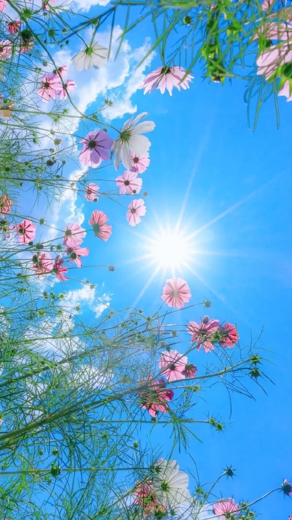 Pink Cosmos Sunlit Blue Sky