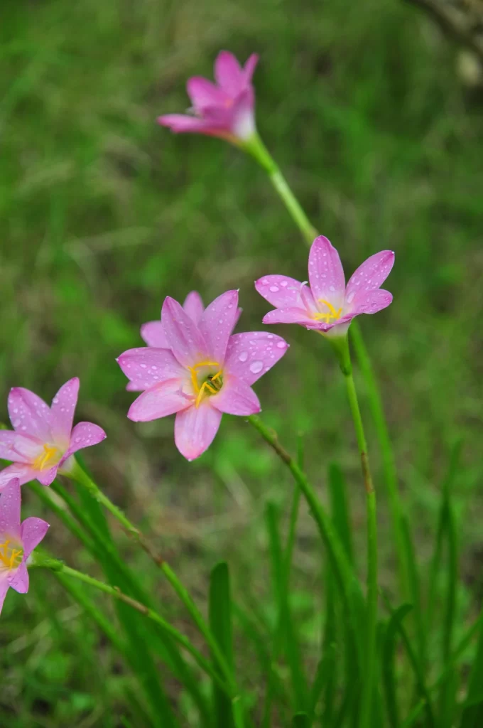 Pink Daffodil Bloom Petals Dewdrops Green