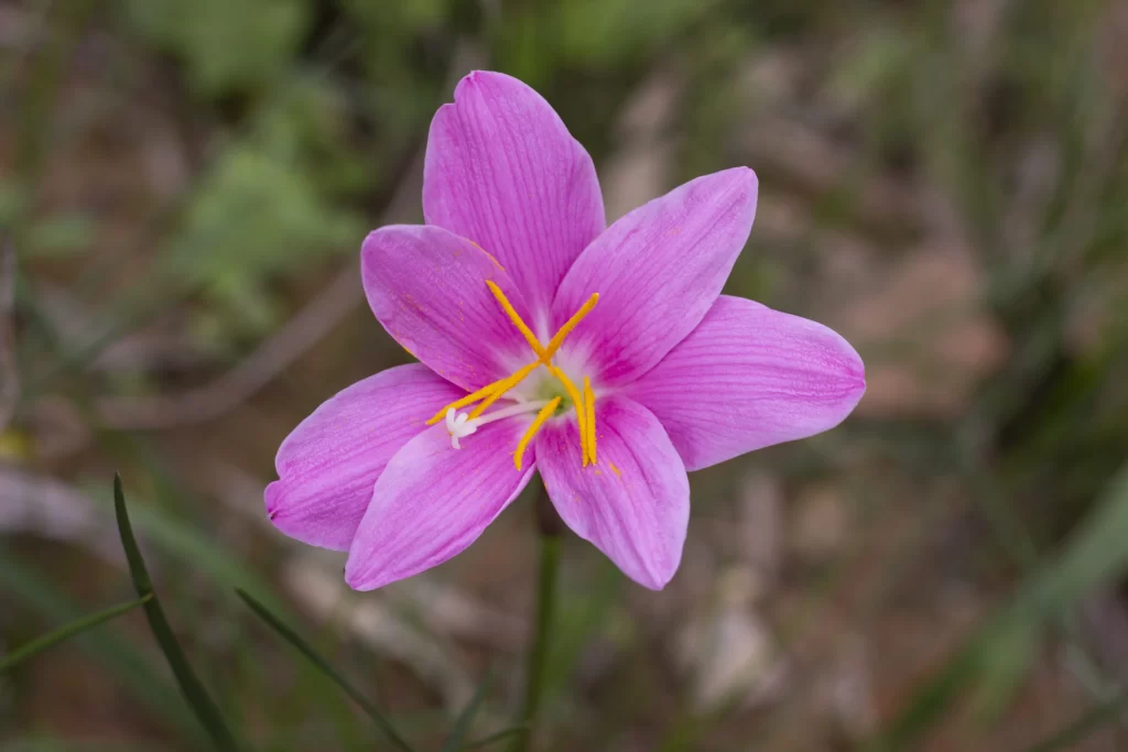 Pink Daffodil Bloom Petals Yellow Stamen