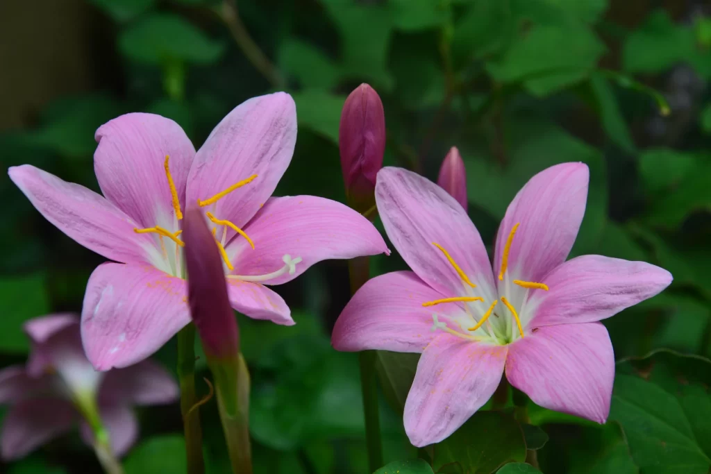 Pink Daffodil Petals Yellow Stamen Green Leaves