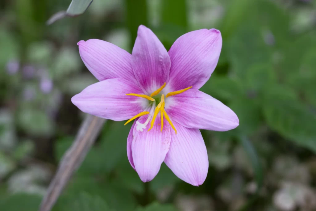 Pink Daffodil Petals Yellow gray Stamen