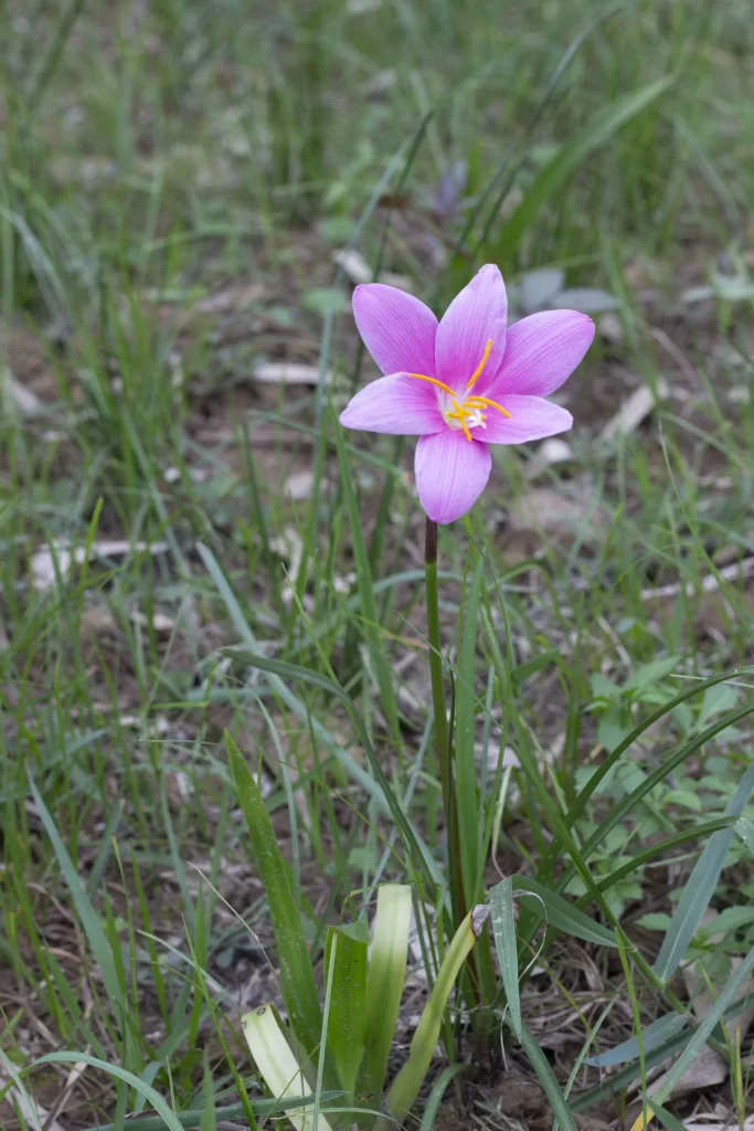 Pink Daffodil Petals Yellow gray Stamen