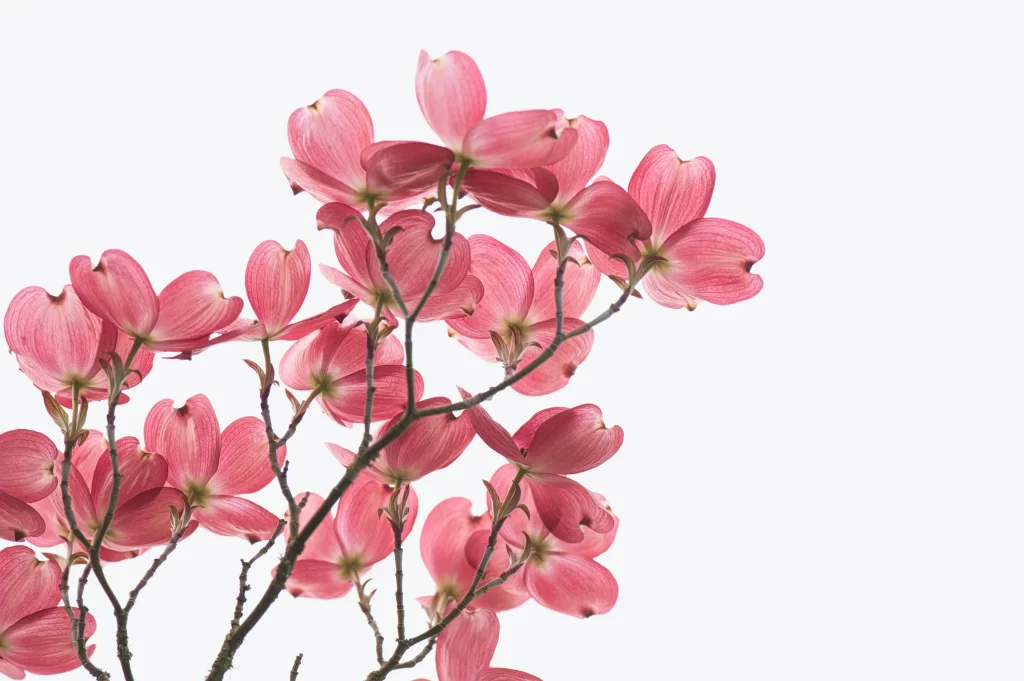 Pink Dogwood Petals Branches Blooming