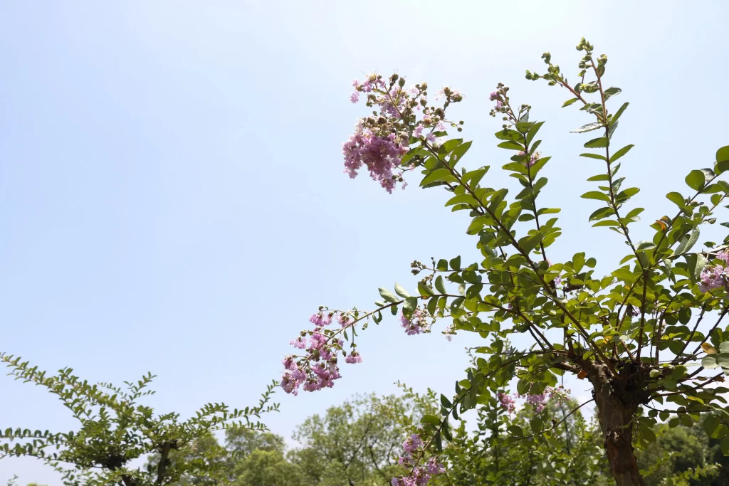 Pink Flower Bloom Petals Green Leaves