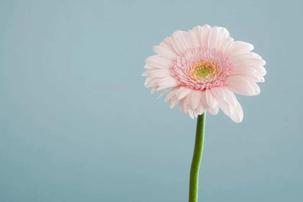 Pink Gerbera Daisy Petals Yellow Center
