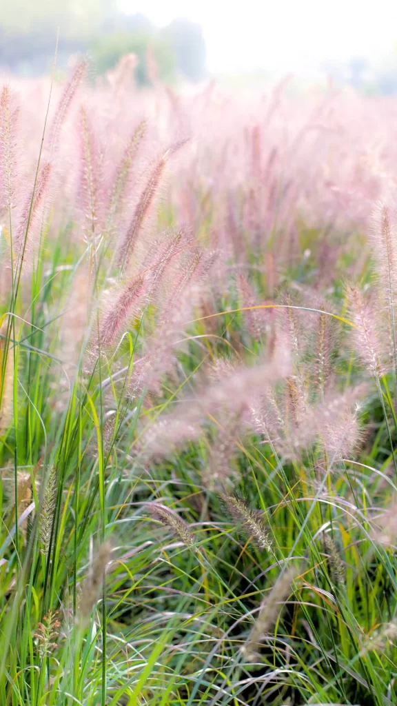 Pink Grasses Tall Green Blades Nature