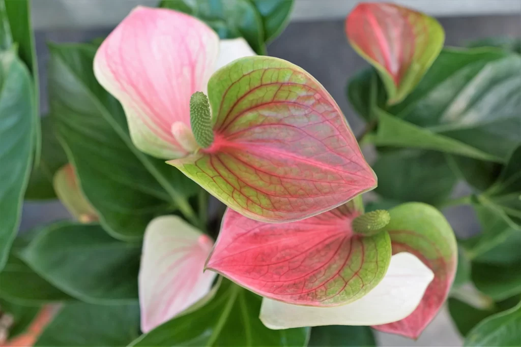 Pink Green Calla Lily Petals Veins