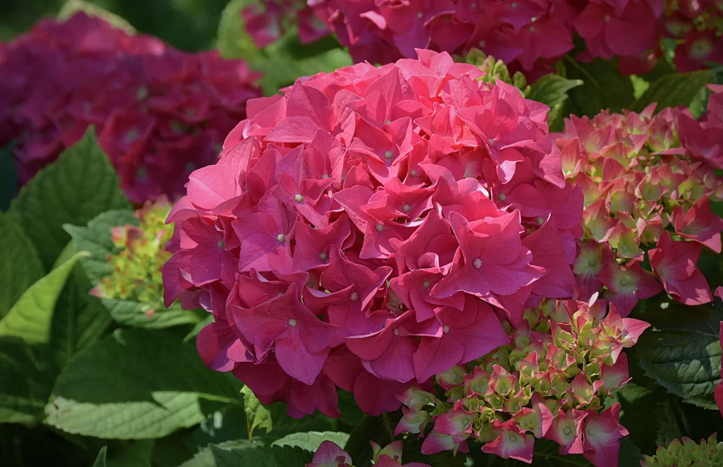 Pink Hydrangea Bloom Petals Round Dense