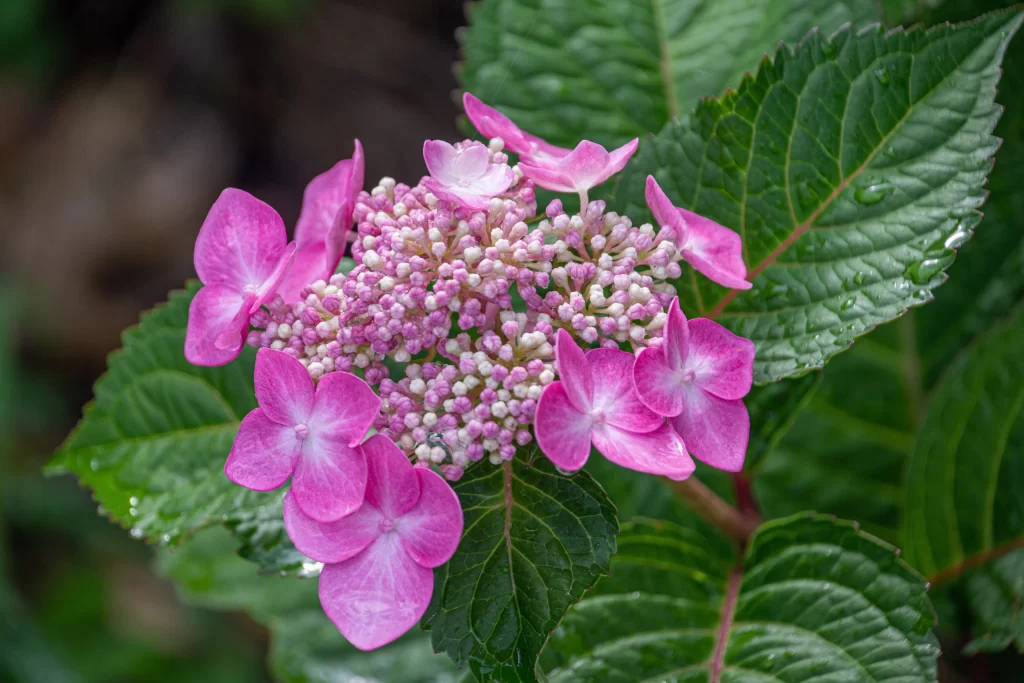Pink Hydrangea Bloom Petals Green Leaves