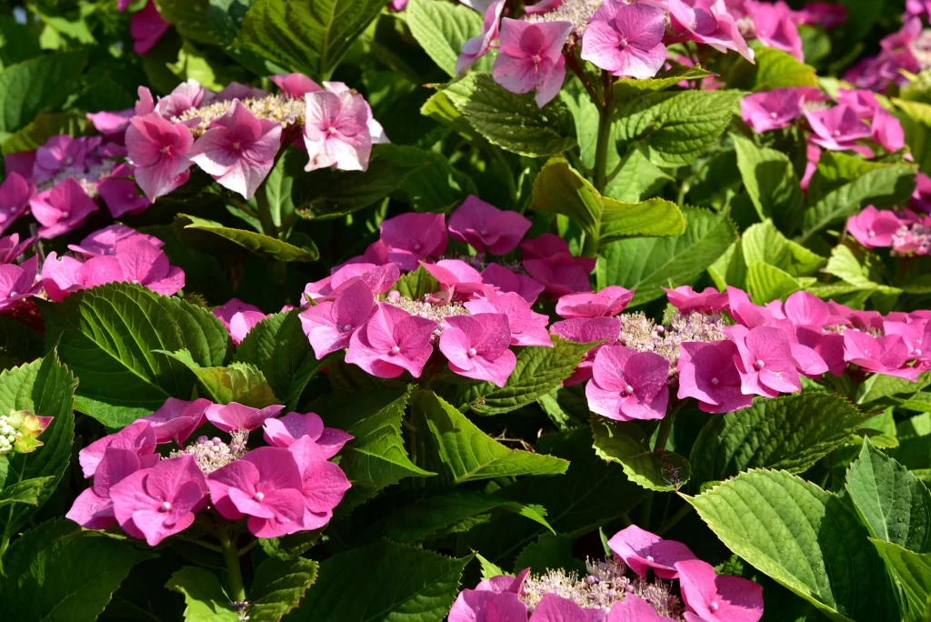Pink Hydrangea Blooms Petals Green Leaves