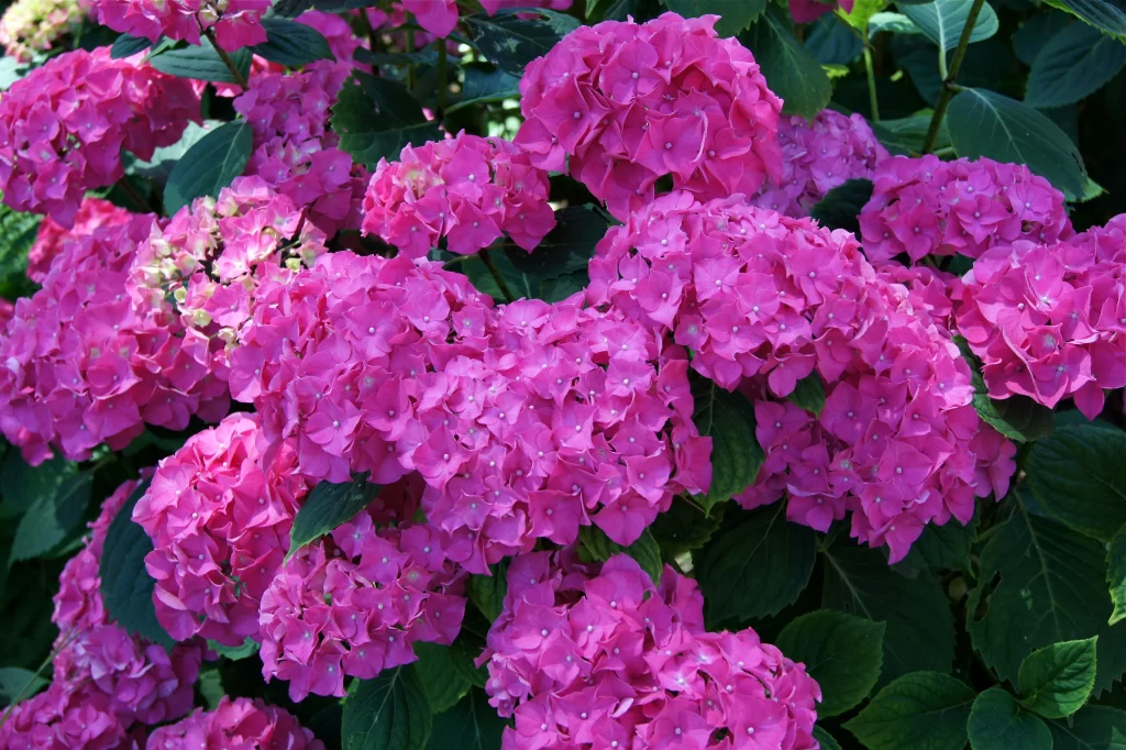 Pink Hydrangea Blooms Petals Dark Green Leaves