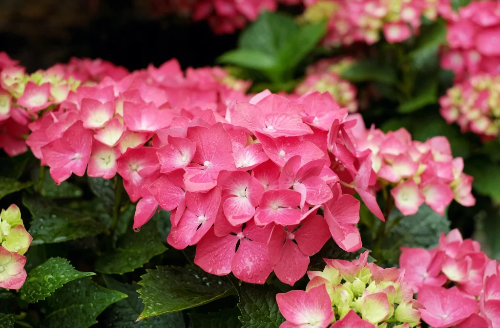 Pink Hydrangea Petals Blooms Green Leaves