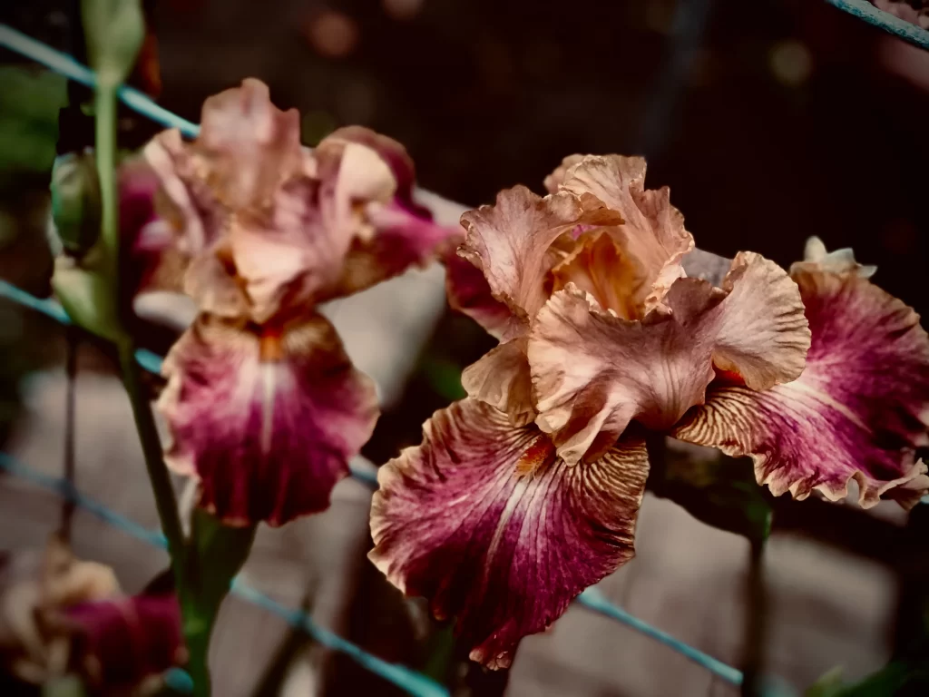 Pink Iris Petals Ruffled Edges