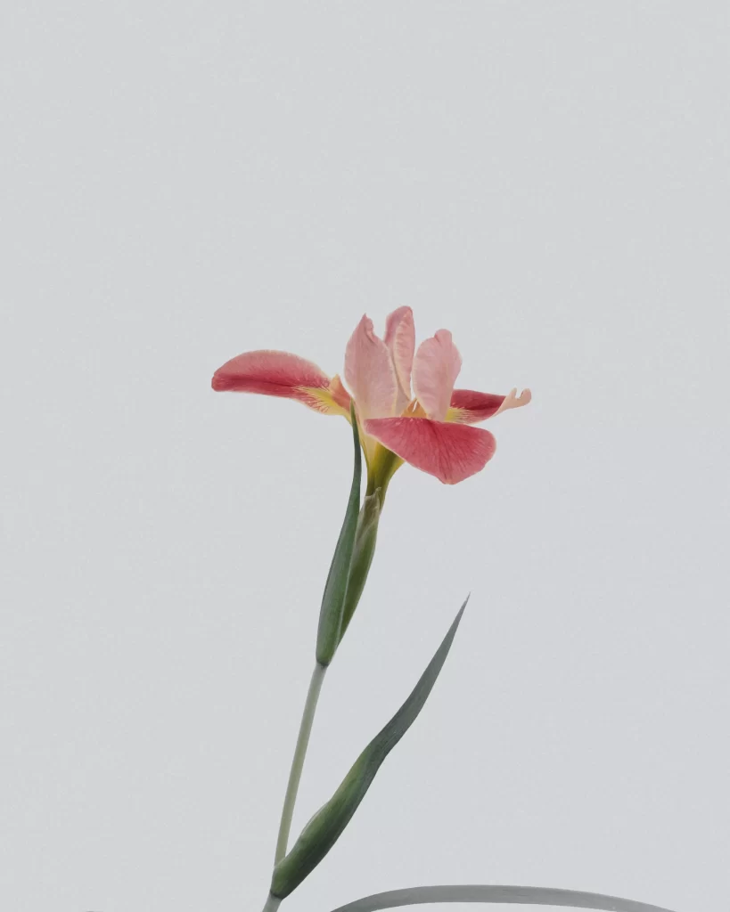 Pink Iris Petals Yellow Center Green Stem