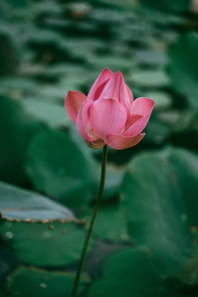 Pink Lotus Petals Green Leaves