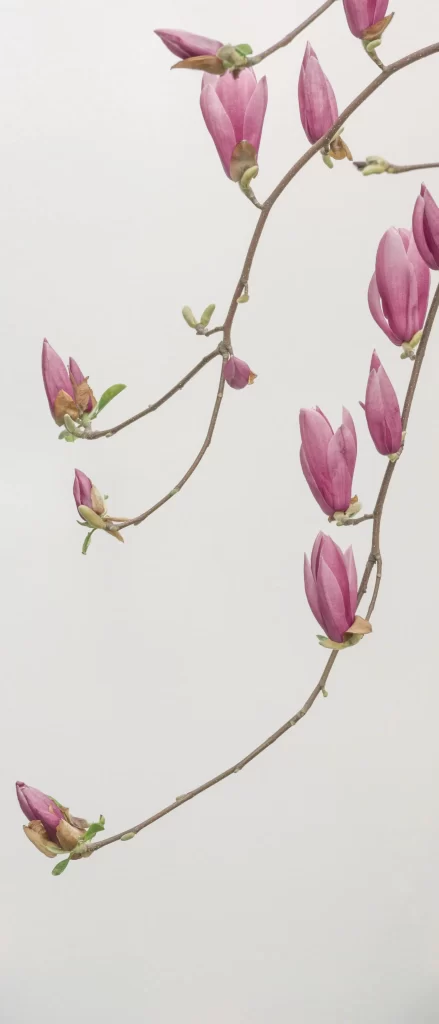 Pink Magnolia Blooms Petals white Branches