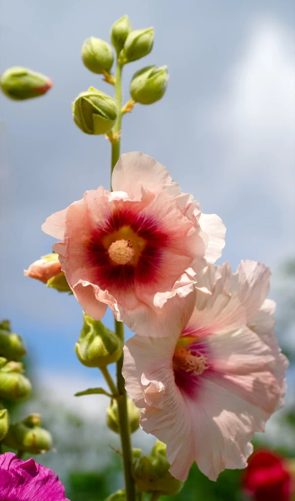 Pink Morning Glory Bloom Petals Green Stems