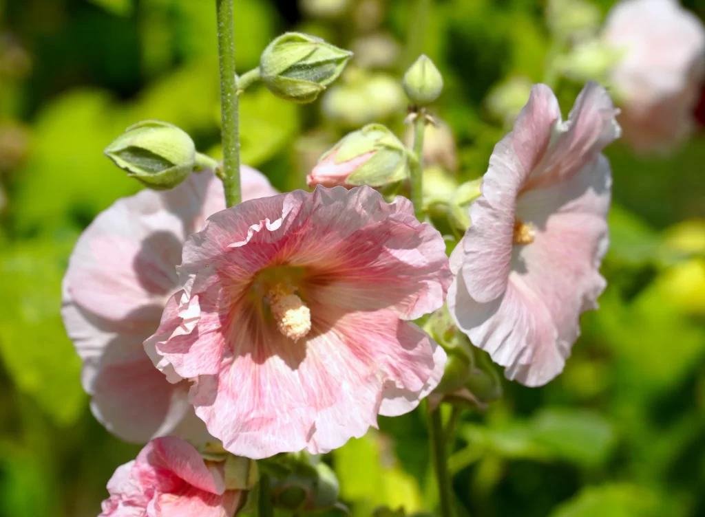 Pink Morning Glory Bloom Petals Sunlight