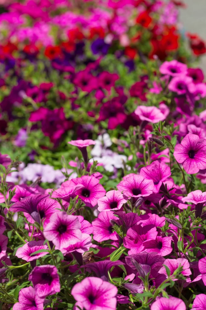 Pink Morning Glory Blooms Petals Green warm Leaves