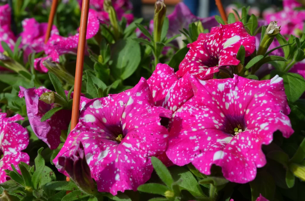 Pink Morning Glory Blooms Petals Speckled White
