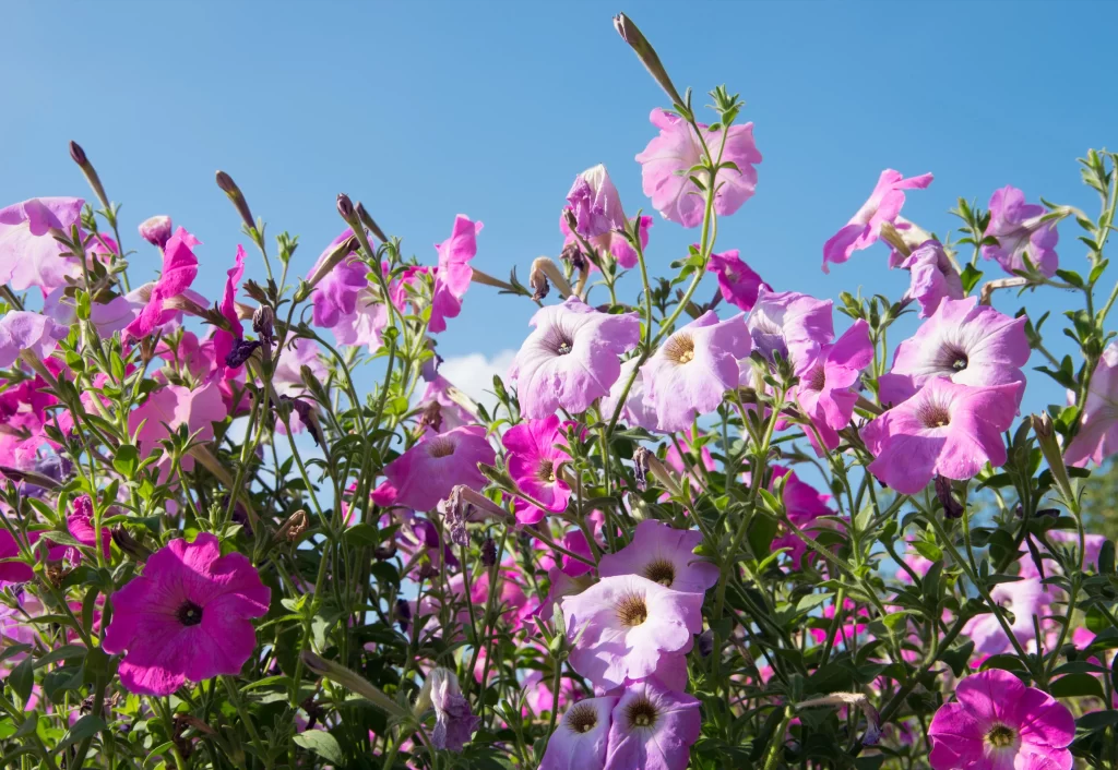 Pink Morning Glory Blooms Petals Green gray Leaves