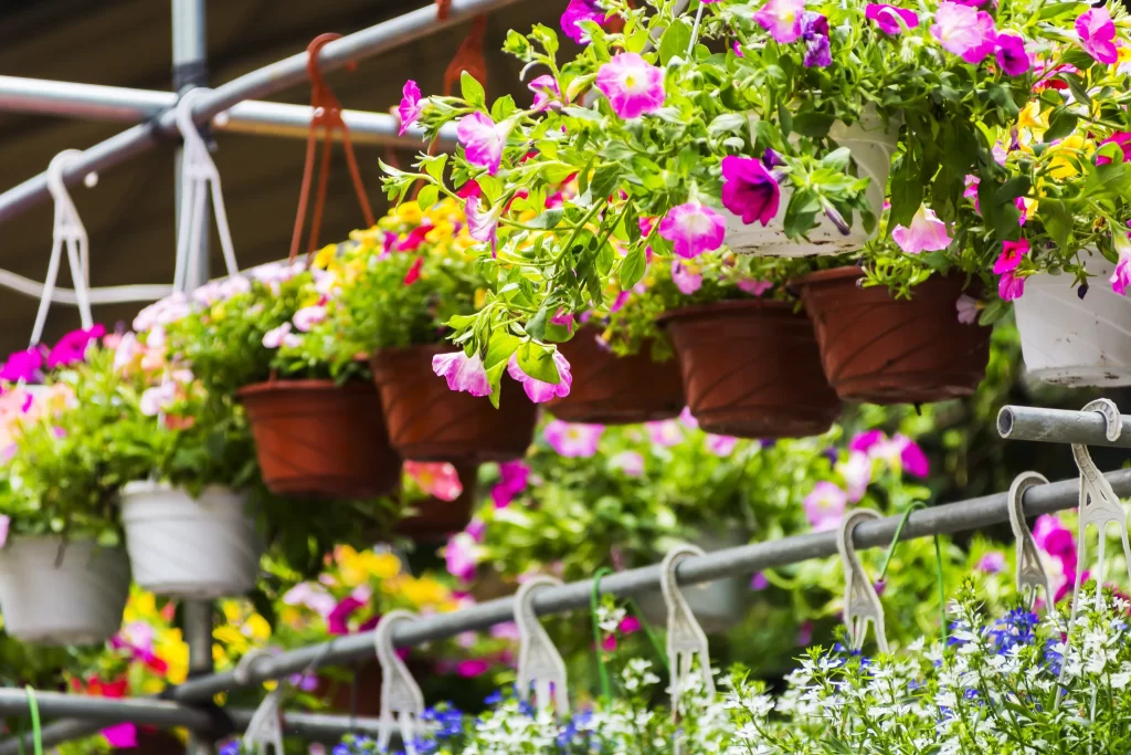 Pink Morning Glory Blooms Petals Greenery
