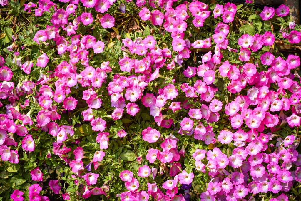 Pink Morning Glory Dense Blooms Petals Green Leaves