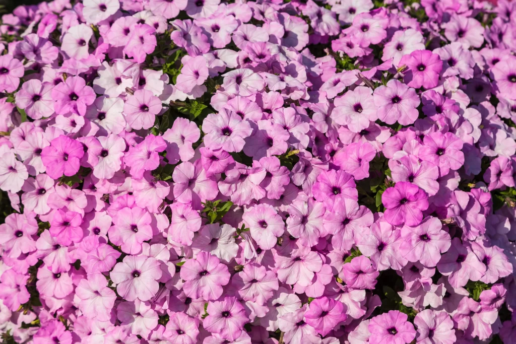 Pink Morning Glory Dense Petals Bright Blooms