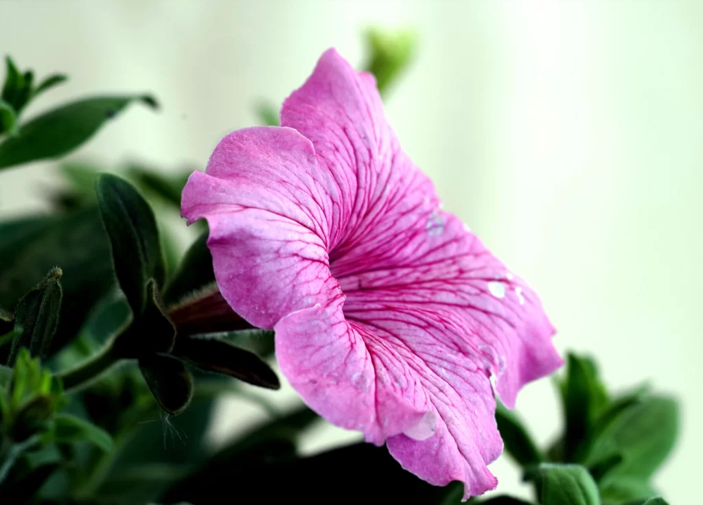 Pink Morning Glory Petals Veins Dewdrops