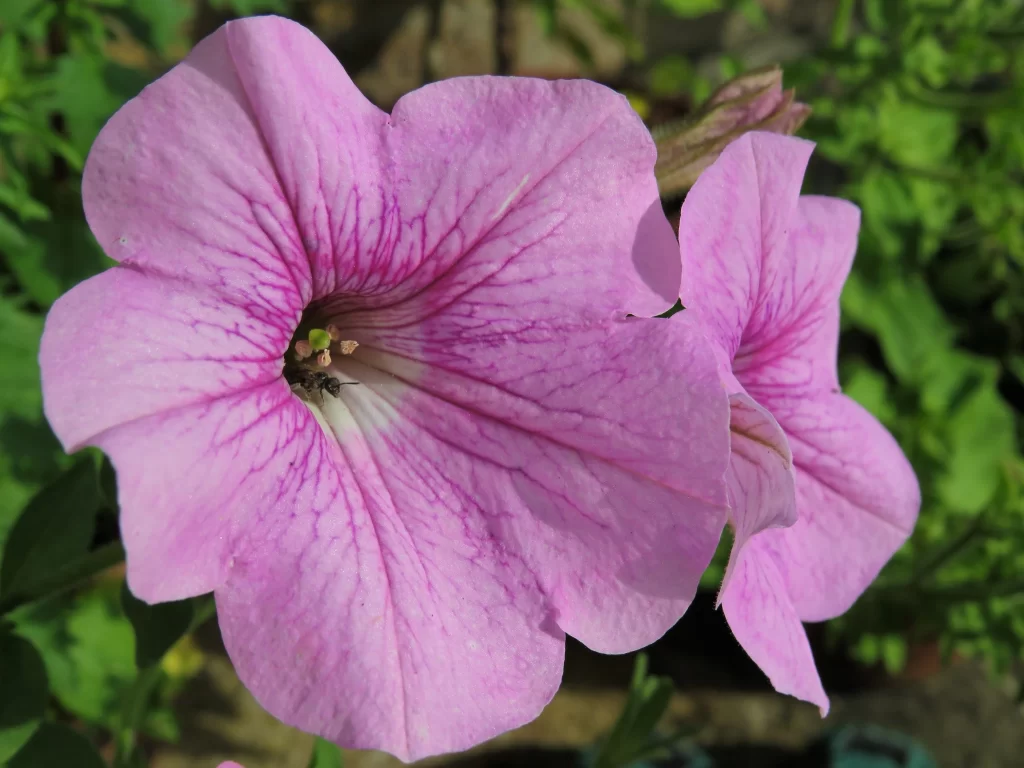 Pink Morning Glory Petals Veins Center Bee