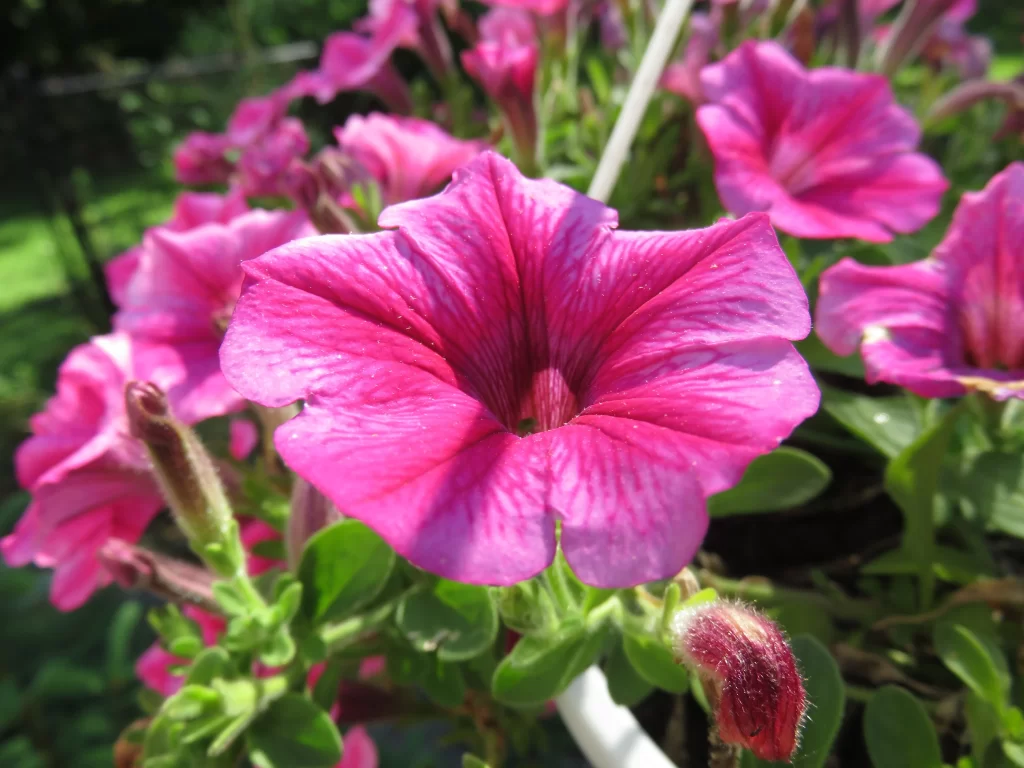Pink Morning Glory Petals Sunlit Blooming